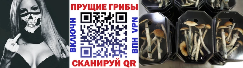 Псилоцибиновые грибы ЛСД  Новодвинск 